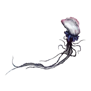 Physalia