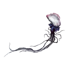 Physalia